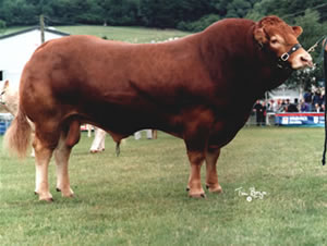 Ronick Matador