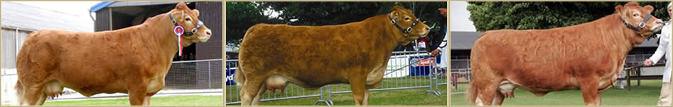 Brockhurst Limousin